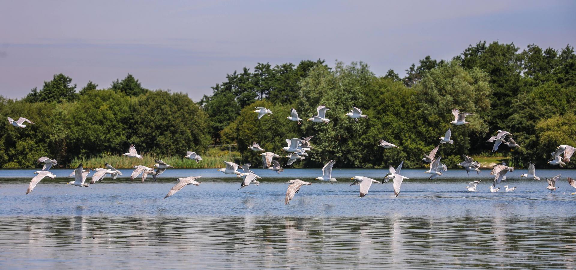 Birds over Conningbrook Lakes