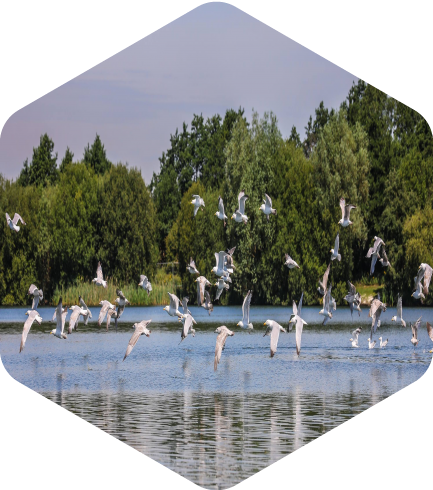 Birds over Conningbrook Lakes